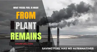 Plant Remains to Power: Understanding Fossil Fuels' Organic Origins