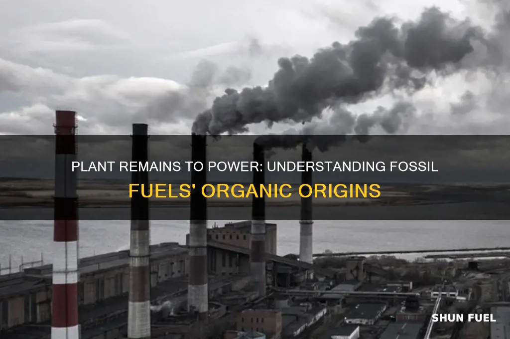 what fossil fuel is made from plant remains