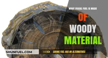 Woody Material's Role in Creating Fossil Fuels: An Exploration