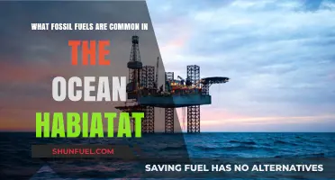 Exploring Ocean Habitats: Common Fossil Fuels Found Beneath the Waves