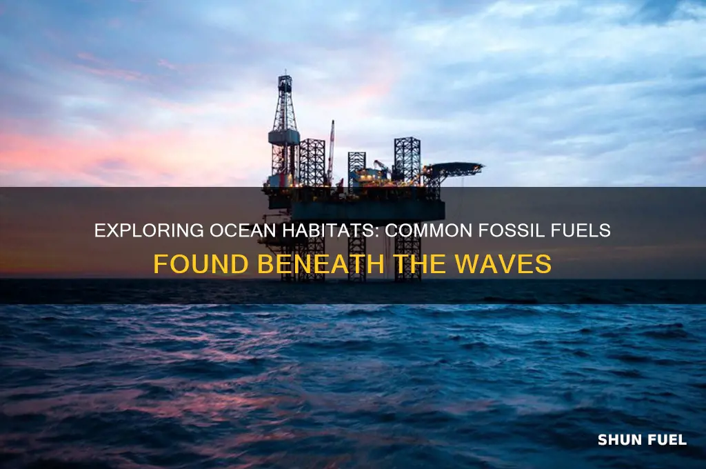 what fossil fuels are common in the ocean habiatat