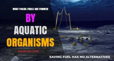 Aquatic Organisms' Legacy: How Fossil Fuels Are Formed Under the Sea