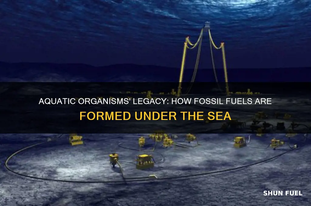 what fossil fuels are formed by aquatic organisms