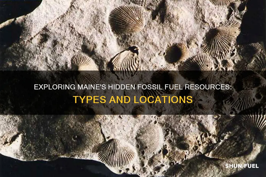 what fossil fuels are in maine