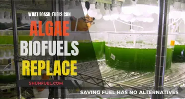 Algae Biofuels: The Green Alternative to Fossil Fuels