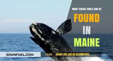 Exploring Maine's Hidden Fossil Fuel Reserves: Types and Locations