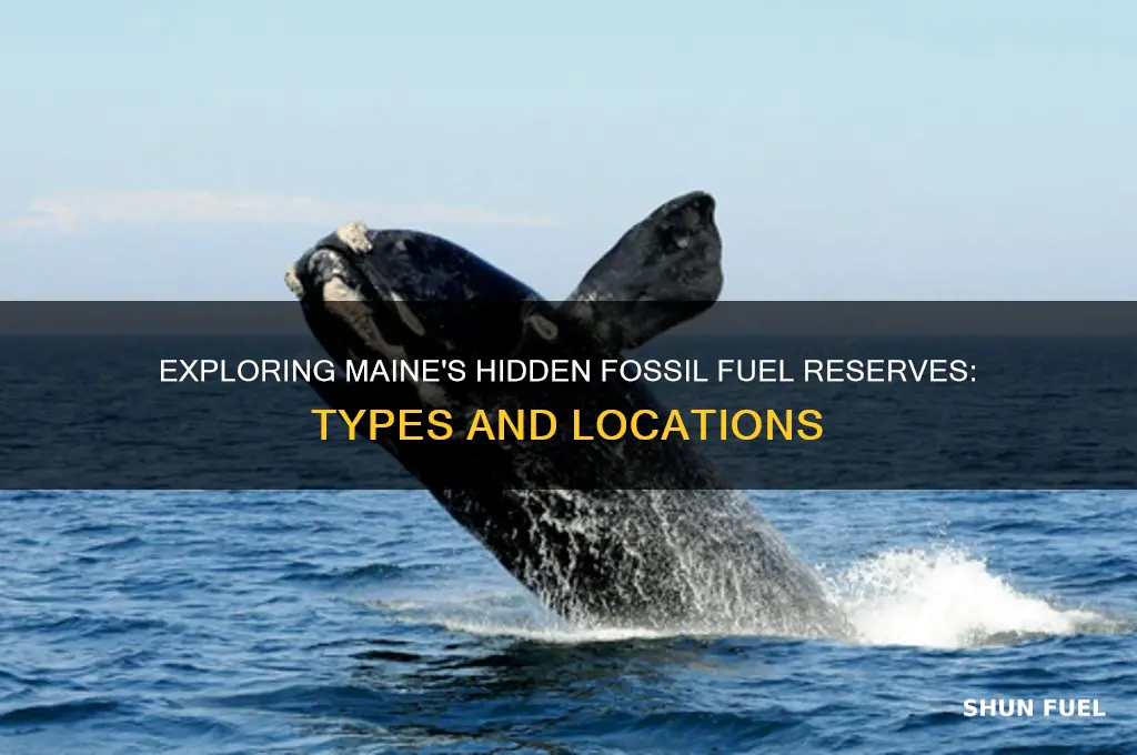 what fossil fuels can be found in maine