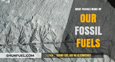 Unearthing the Ancient Origins of Our Fossil Fuels