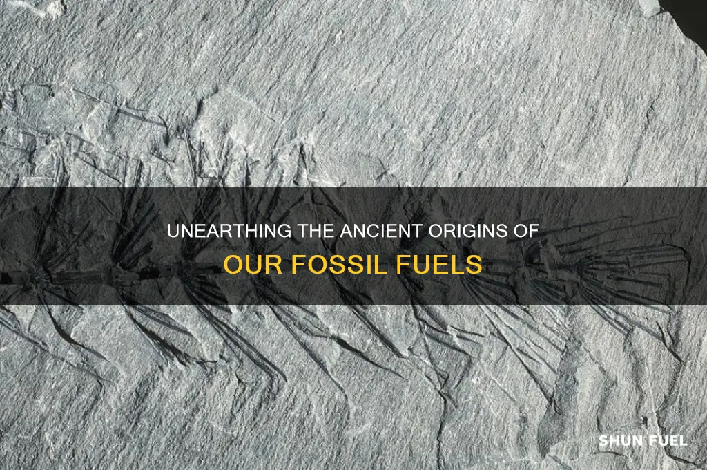 what fossils make up our fossil fuels