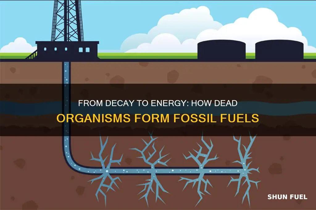 what from dead organizm eventuall yforms fossil fuels