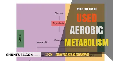 Exploring Fuel Sources for Aerobic Metabolism: Carbohydrates, Fats, and Proteins