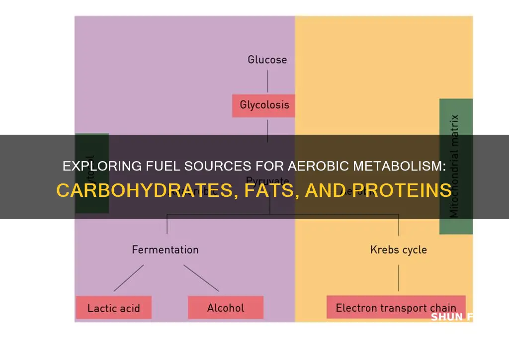 what fuel can be used aerobic metabolism