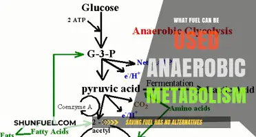 Exploring Anaerobic Metabolism: Alternative Fuels for Energy Production