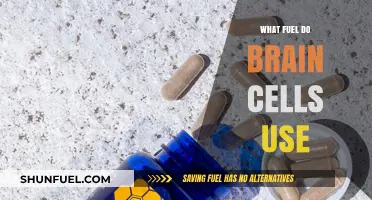 Brain Fuel: Unlocking the Energy Source of Neurons