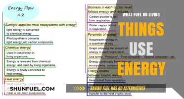 What Fuel Powers Life: Exploring Energy Sources in Living Organisms