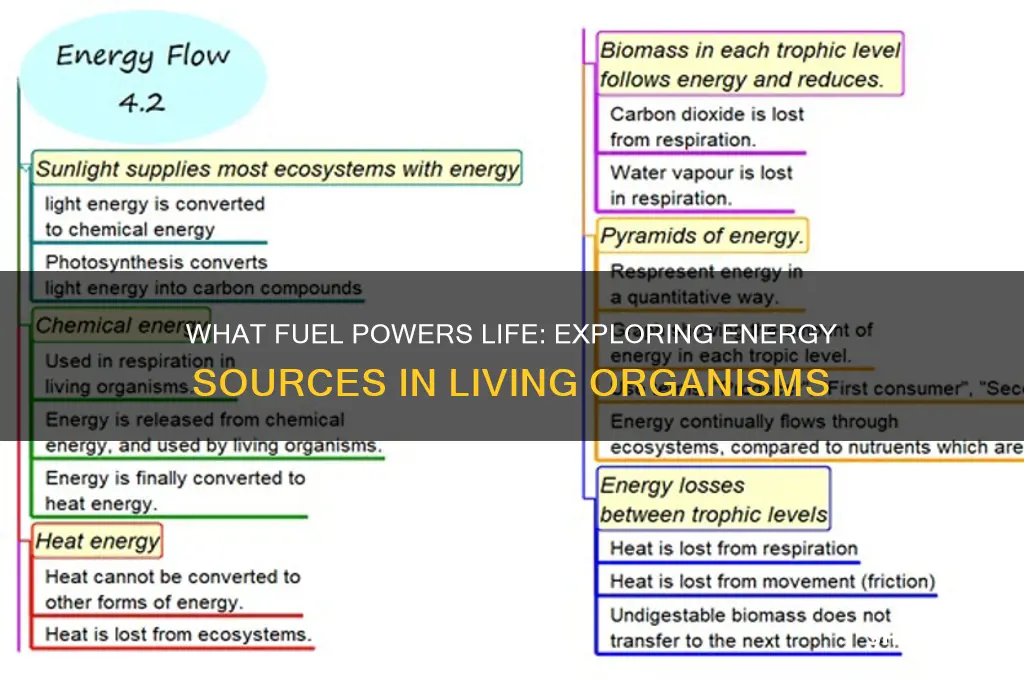 what fuel do living things use energy