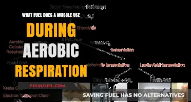 Muscle Fuel: Understanding Aerobic Respiration's Energy Source and Process