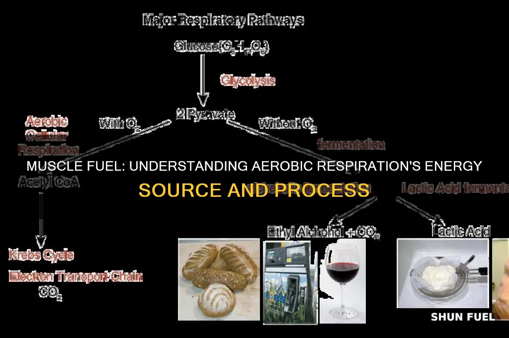 what fuel does a muscle use during aerobic respiration