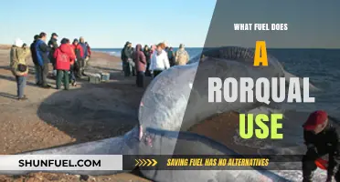 What Fuel Powers a Rorqual: Exploring the Energy Source of These Giants