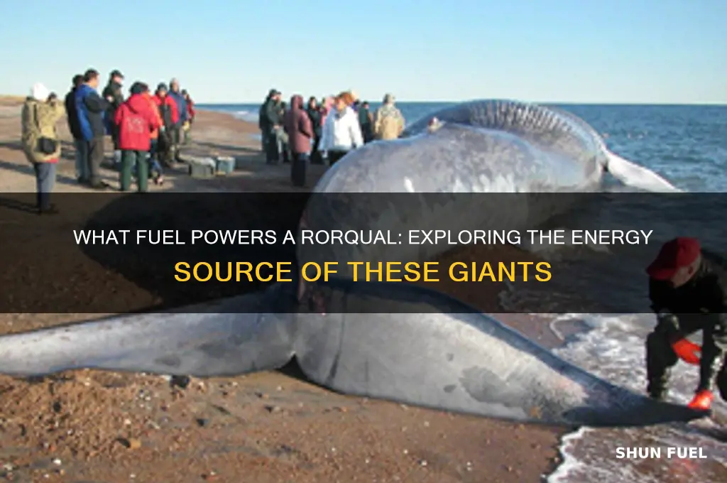 what fuel does a rorqual use