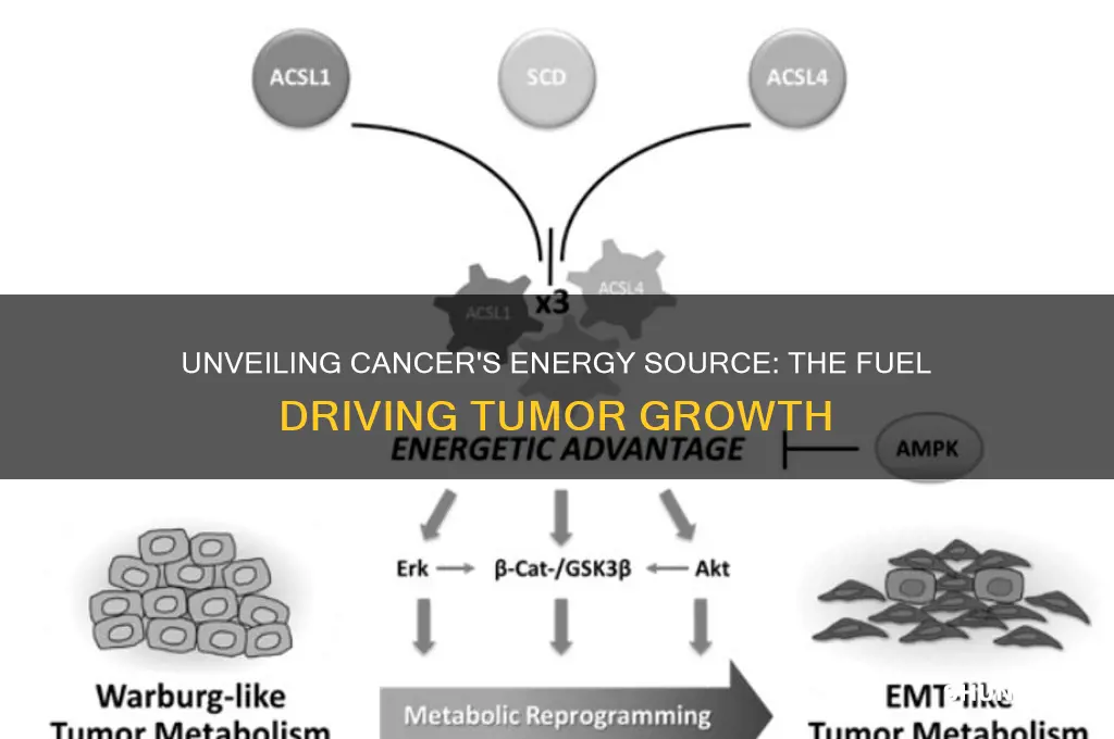 what fuel does cancer cells use