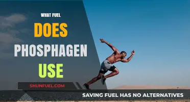 Phosphagen System: Unlocking the Fuel Source for Explosive Energy