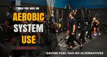 Aerobic System Fuel: Understanding Energy Sources for Optimal Performance