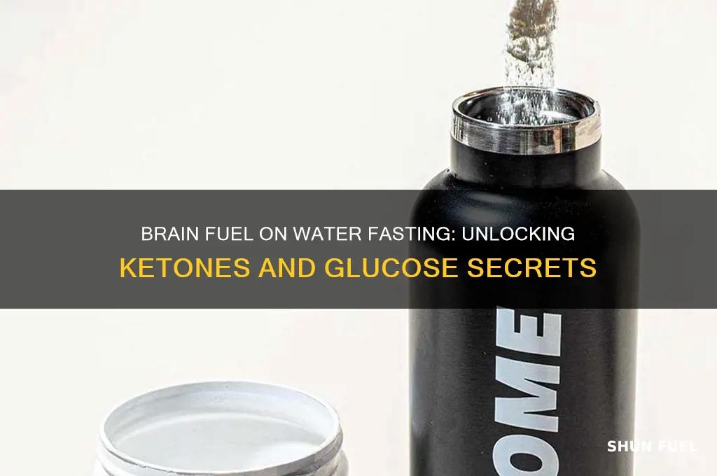what fuel does the brain use when water fasting