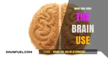 Brain's Energy Source: Unveiling the Fuel That Powers Our Mind
