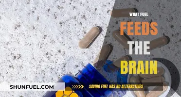 Brain Power Essentials: Unlocking the Fuel That Drives Cognitive Function