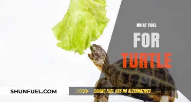 Best Fuel for Turtles: Nutrition Tips for a Healthy Shell