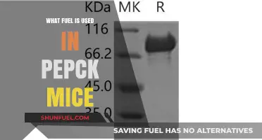 PEPCK Mice Fuel Source: Understanding the Energy Metabolism in Transgenic Rodents