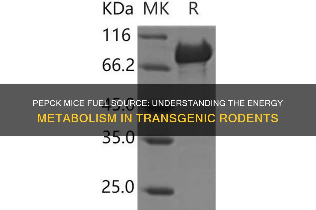 what fuel is used in pepck mice