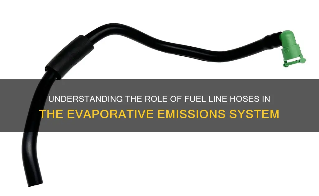 what fuel line hoses lead to evap system