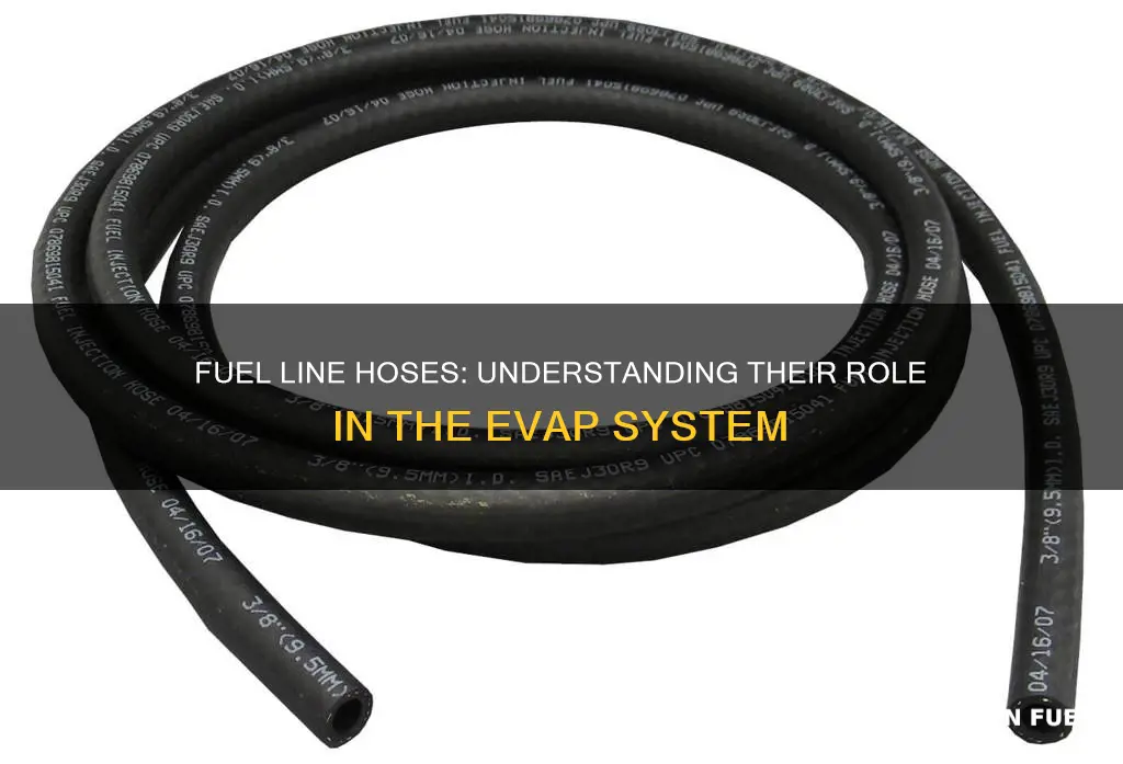 what fuel line hoses lead to evap system