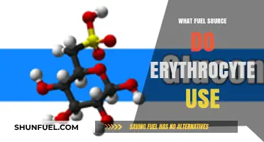 Erythrocytes' Energy Source: Unveiling the Primary Fuel for Red Blood Cells
