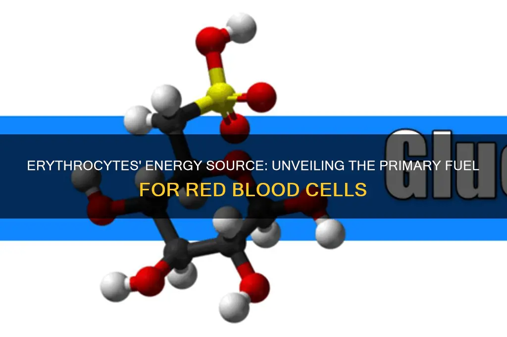 what fuel source do erythrocytes use
