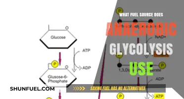 Anaerobic Glycolysis: The Fuel Source Powering Intense, Short-Duration Exercise