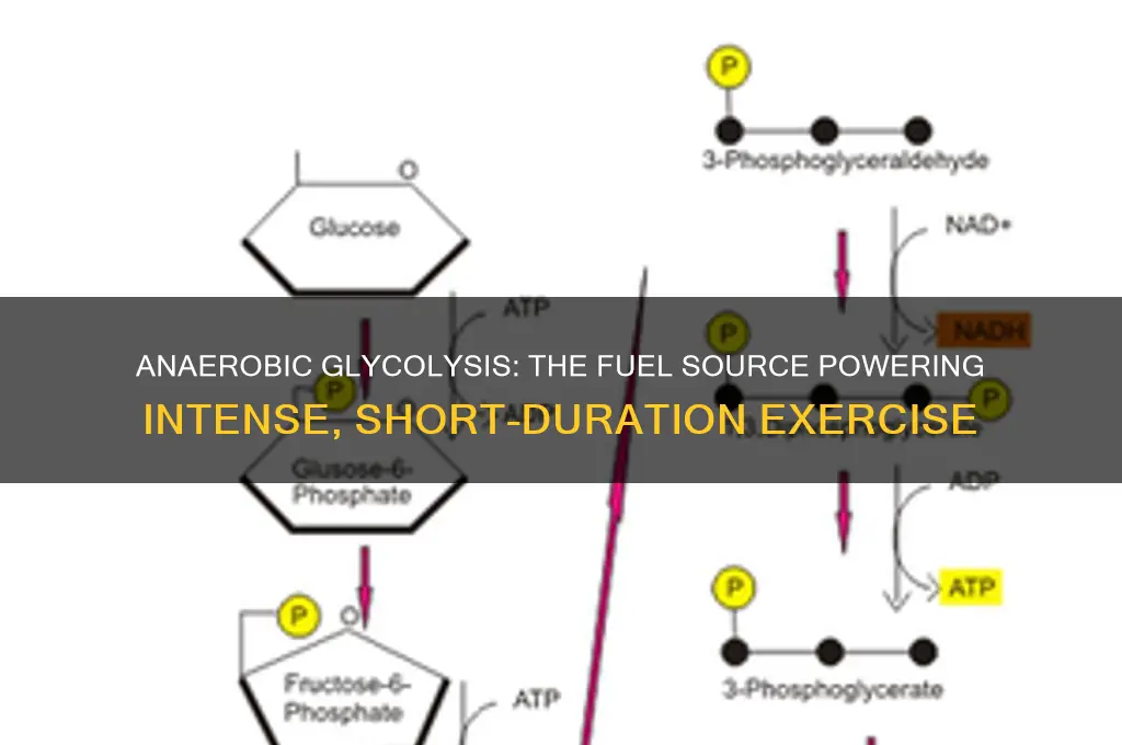what fuel source does anaerobic glycolysis use