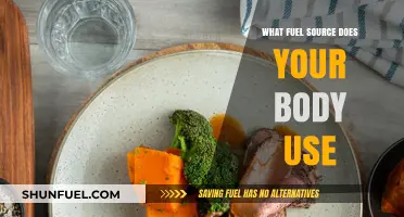 Understanding Your Body's Preferred Fuel Source for Optimal Energy