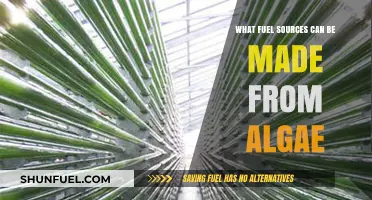 Unlocking Algae's Potential: Sustainable Fuel Sources for a Greener Future