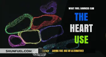 Powering the Heart: Exploring Diverse Fuel Sources for Optimal Function