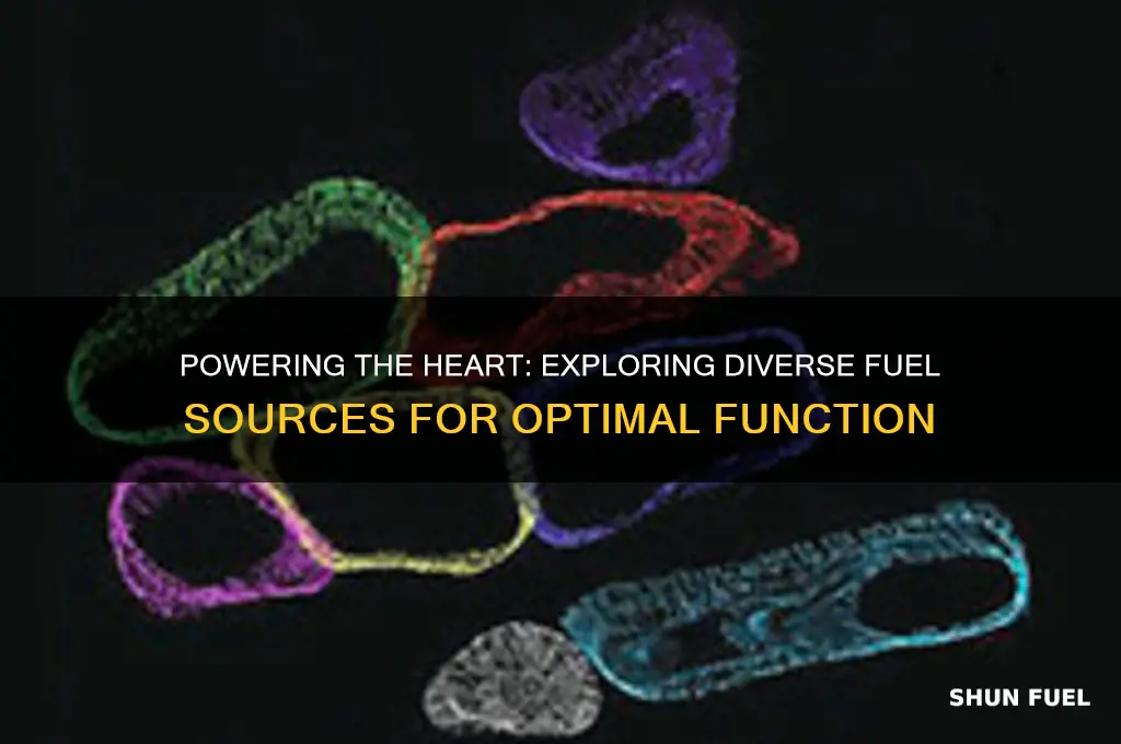 what fuel sources can the heart use