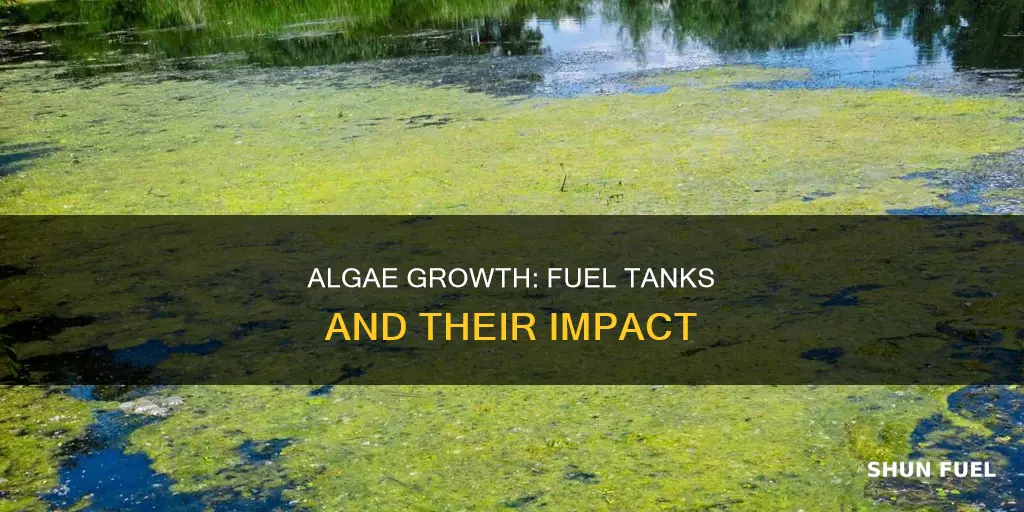 what fuel tanks does algae grow in faster