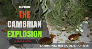 Unraveling the Mysteries Behind the Cambrian Explosion's Rapid Evolution
