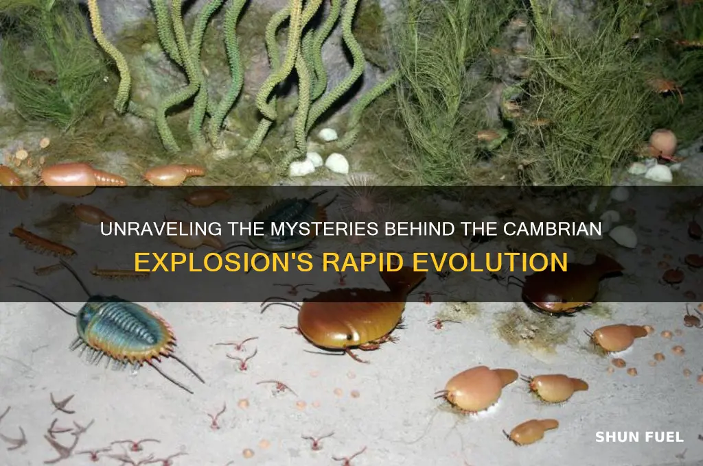 what fueled the cambrian explosion