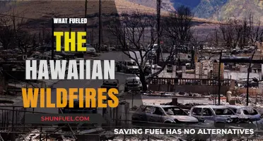 Unraveling the Devastating Factors Behind Hawaii's Fierce Wildfires