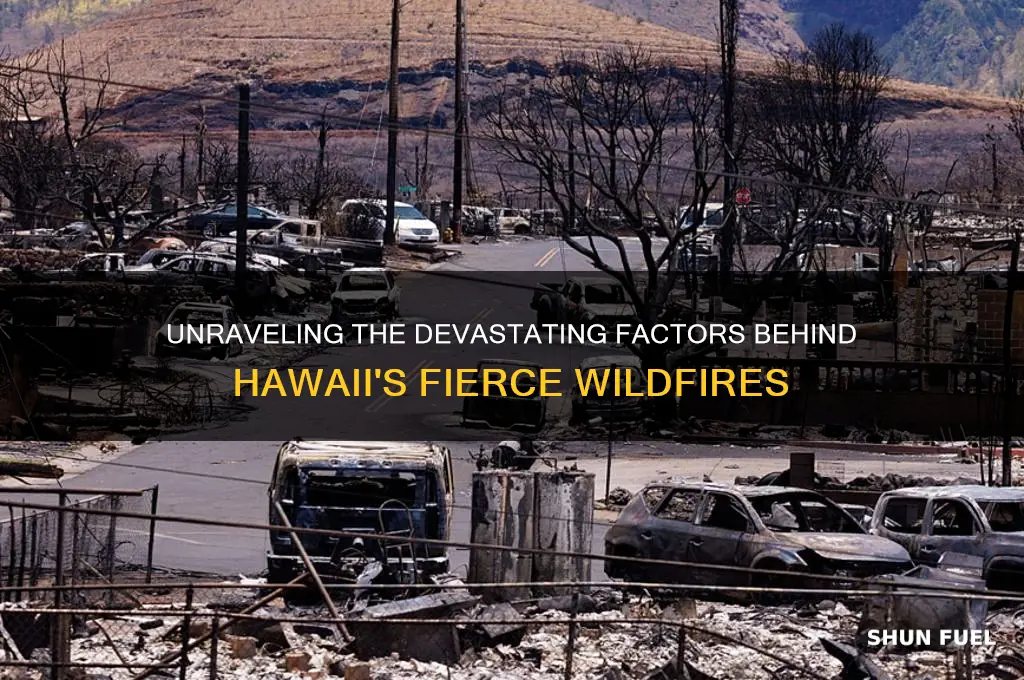 what fueled the hawaiian wildfires