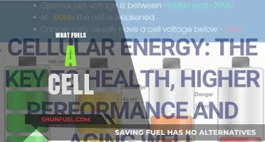 Unveiling the Energy Sources That Power Cellular Life and Function