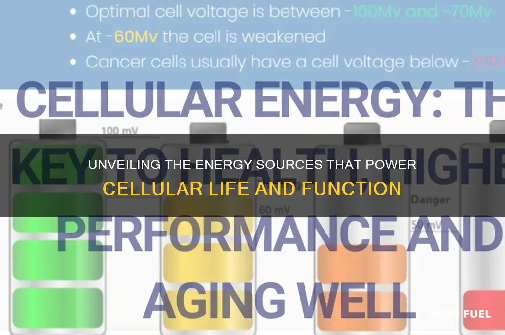 what fuels a cell